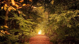 Ein Waldweg im Herbst. Der Boden liegt bedeckt mit Blättern.